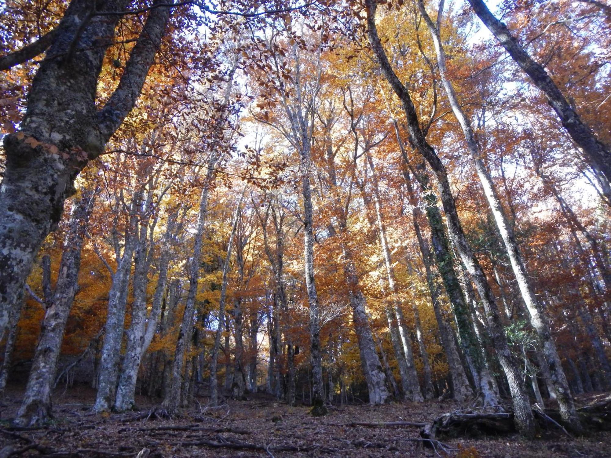 Alojamiento Rural Fuente Del Arca Pradena del Rincon Екстер'єр фото